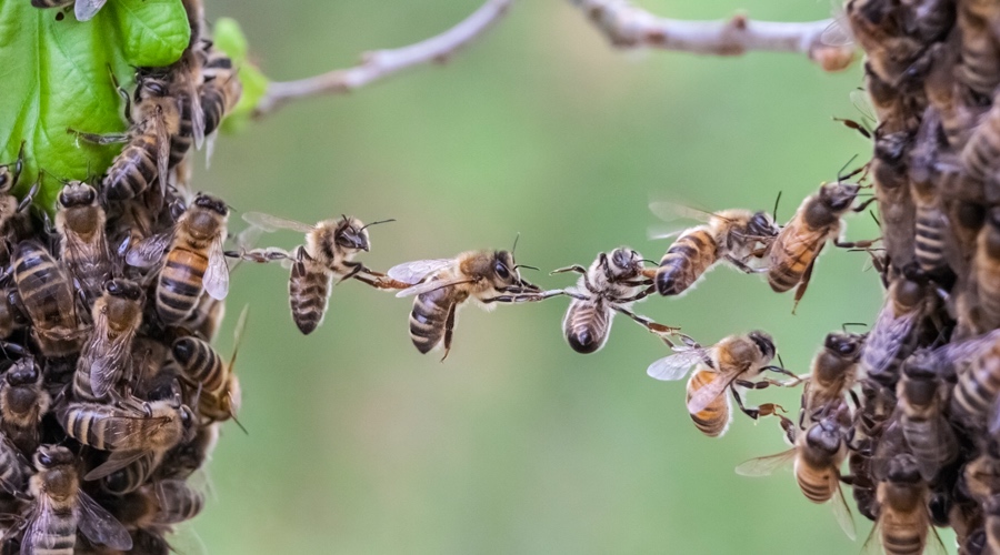 honeybees collaborating